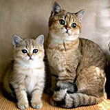 Раскраска кошки и котята