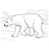 Раскраска белый медведь