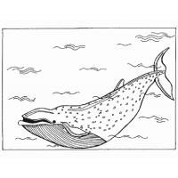Раскраска кит