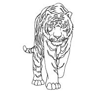 Раскраска тигр