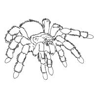 Раскраска паук