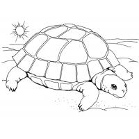 Раскраска черепаха