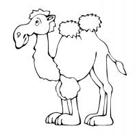 Раскраска верблюд