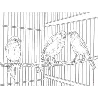 Домашние птицы и их птенцы