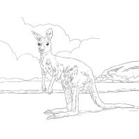 Раскраска кенгуру