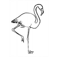 Раскраска фламинго