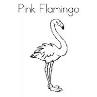 Раскраска фламинго