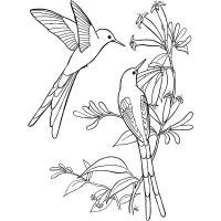 Раскраска колибри