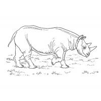 Раскраска носорог