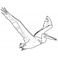 Раскраска пеликан