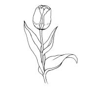 Раскраска тюльпан
