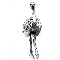 Раскраска страус