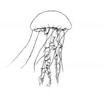 Раскраска медуза