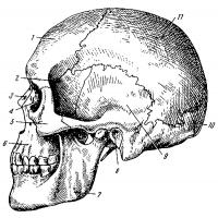 Раскраска череп
