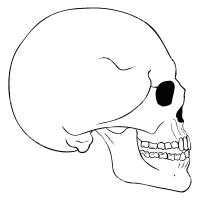 Раскраска череп