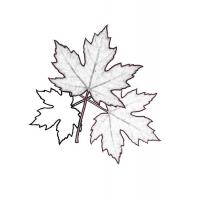 Раскраска лист кленовый