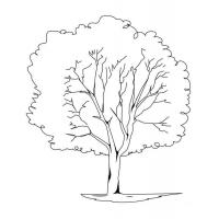 Раскраска дерево
