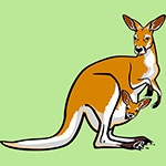 Раскраска кенгуру