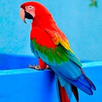 Раскраска попугай Ара