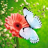 Раскраска цветы и бабочки
