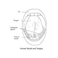 Раскраска рот и язык человека