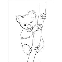 Раскраска коала