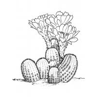 Раскраска кактус в горшке