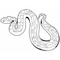 Раскраска змея