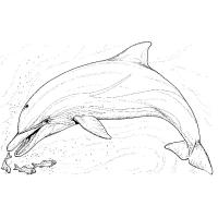 Раскраска дельфин
