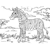 Раскраска зебра