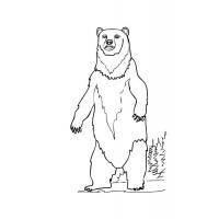 Раскраска медведь
