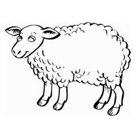 Раскраска овечка