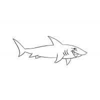 Раскраска акула