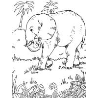 Раскраска слон