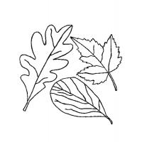 Раскраска осенние листья