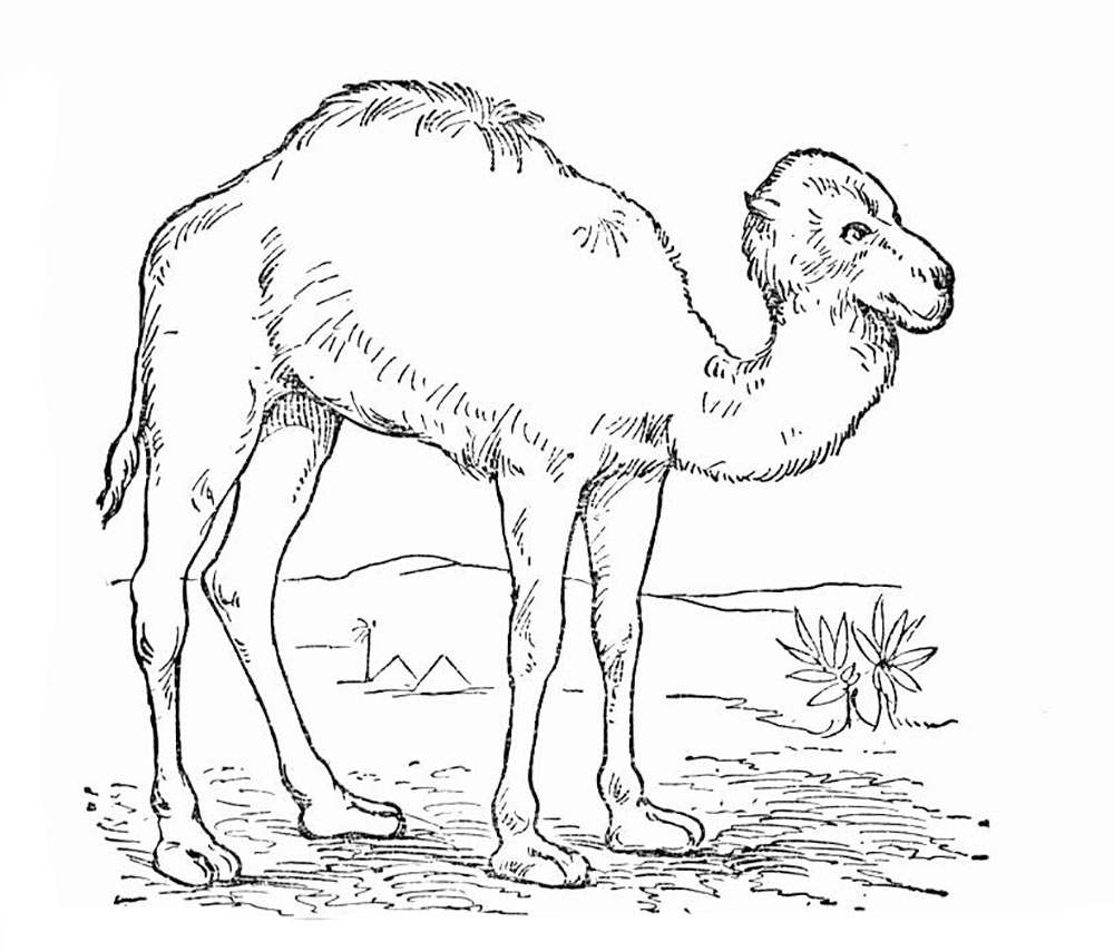 Раскраска животные верблюд