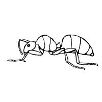 Раскраска муравей