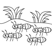 Раскраска муравей