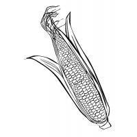 Раскраска кукуруза