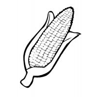 Раскраска кукуруза