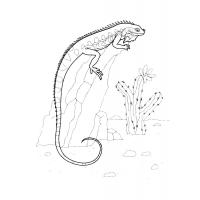 Раскраска - Обыкновенная исполинская ящерица | Раскраски для детей и взрослых