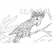 Раскраска попугай Ара