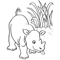Раскраска носорог