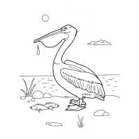 Раскраска пеликан