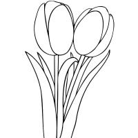 Раскраска тюльпан