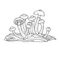 Раскраска гриб