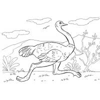 Раскраска страус
