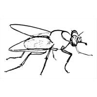 Раскраска муха
