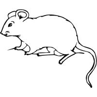 Раскраска крыса