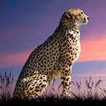 Раскраска гепард Раскраска гепард